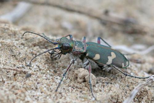 Réf. 186 793 : Cicindela hybrida